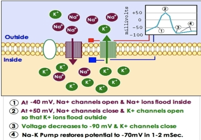 <p><strong><u>At it’s resting state, the inside of neuron is negative (-70mV)</u></strong></p><p>-Sodium (+) is mostly on the outside and potassium (+) mostly inside</p><p>-The gates for sodium and potassium gates are closed</p><p></p><p><strong><u>Stimulus occur, which means depolarization begins</u></strong></p><p>-Stimulus opens up some Na+ channels</p><p>-Na+ will rush in, making inside less negative</p><p>-If it reaches threshold, action potential will start (-55mV)</p><p></p><p><strong><u>Rising phase (depolarization)</u></strong></p><p>-More Na+ channels open</p><p>-Huge influx of Na+ makes inside positive</p><p></p><p><strong><u>Falling phase (repolarization)</u></strong></p><p>-Na+ channels closes</p><p>-K+ channels opens, K+ rushes out, making the inside negative again</p><p></p><p><strong><u>Undershoot (hyperpolarization)</u></strong></p><p>-K+ channels stay open a bit too long</p><p>-Inside becomes extra negative</p><p></p><p><strong><u>Return to resting potential</u></strong></p><p>-K+ channels close</p><p>-Sodium-potasium pump restores normal balance (3 Na+ pumped out and 2 K+ pumped in)</p>