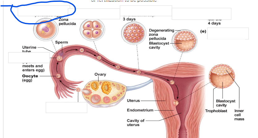 <p><span>-First cell of a new individual</span></p><p><span>-The result of the fusion of DNA from sperm and egg</span></p><p><span>- begins rapid mitotic cell divisions</span></p><p><span>-The stage is in the uterine tube, moving toward the uterus</span></p>