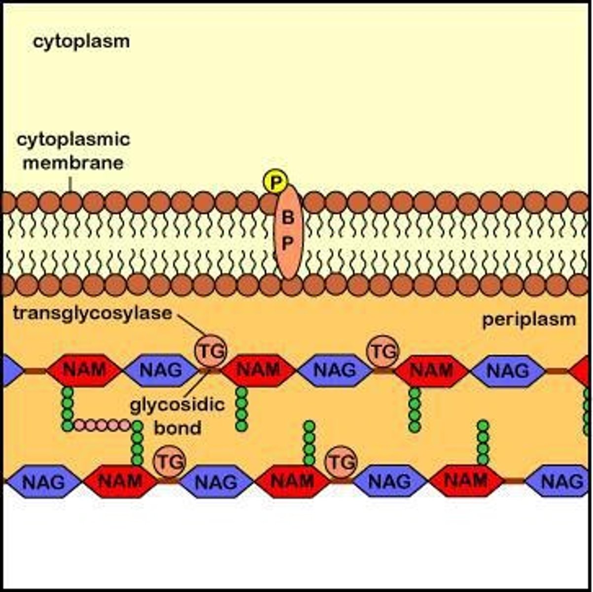 <p>Lysozyme cleaves the glycan backbone of peptidoglycan by breaking the β-1,4 disaccharide link, creating gaps for new monomers to be added.</p>