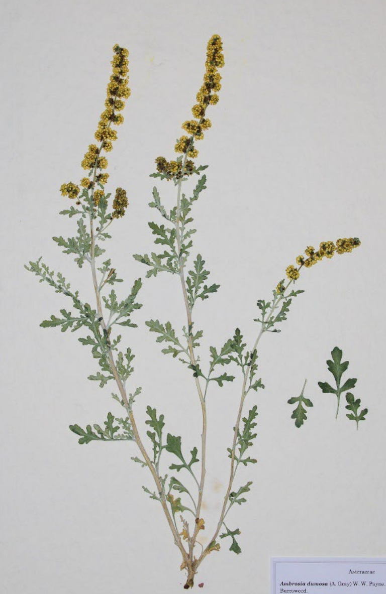 <p>Leaves divided into 3 parts, pale gray-white. White stems, shreds with white lines. Female below, male above.</p>