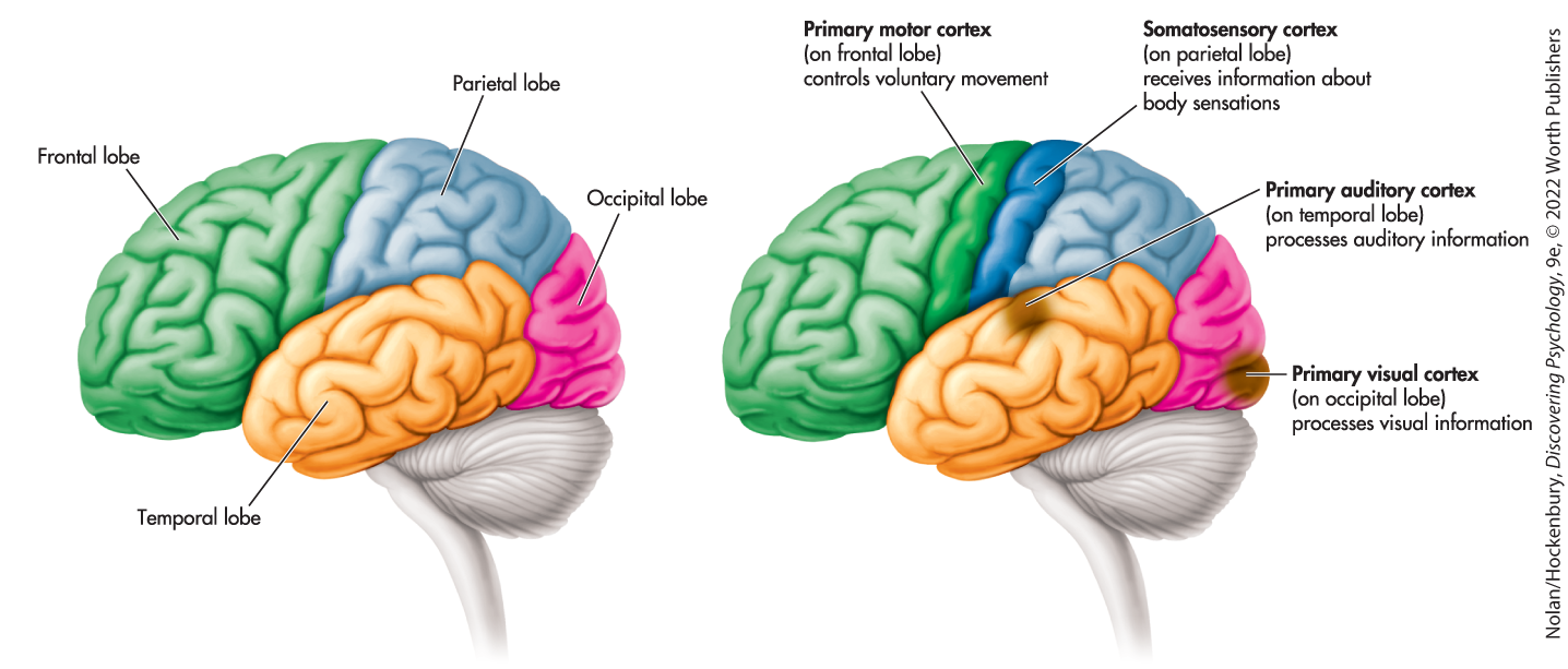 <p>Four: frontal, temporal, parietal, occipital</p>