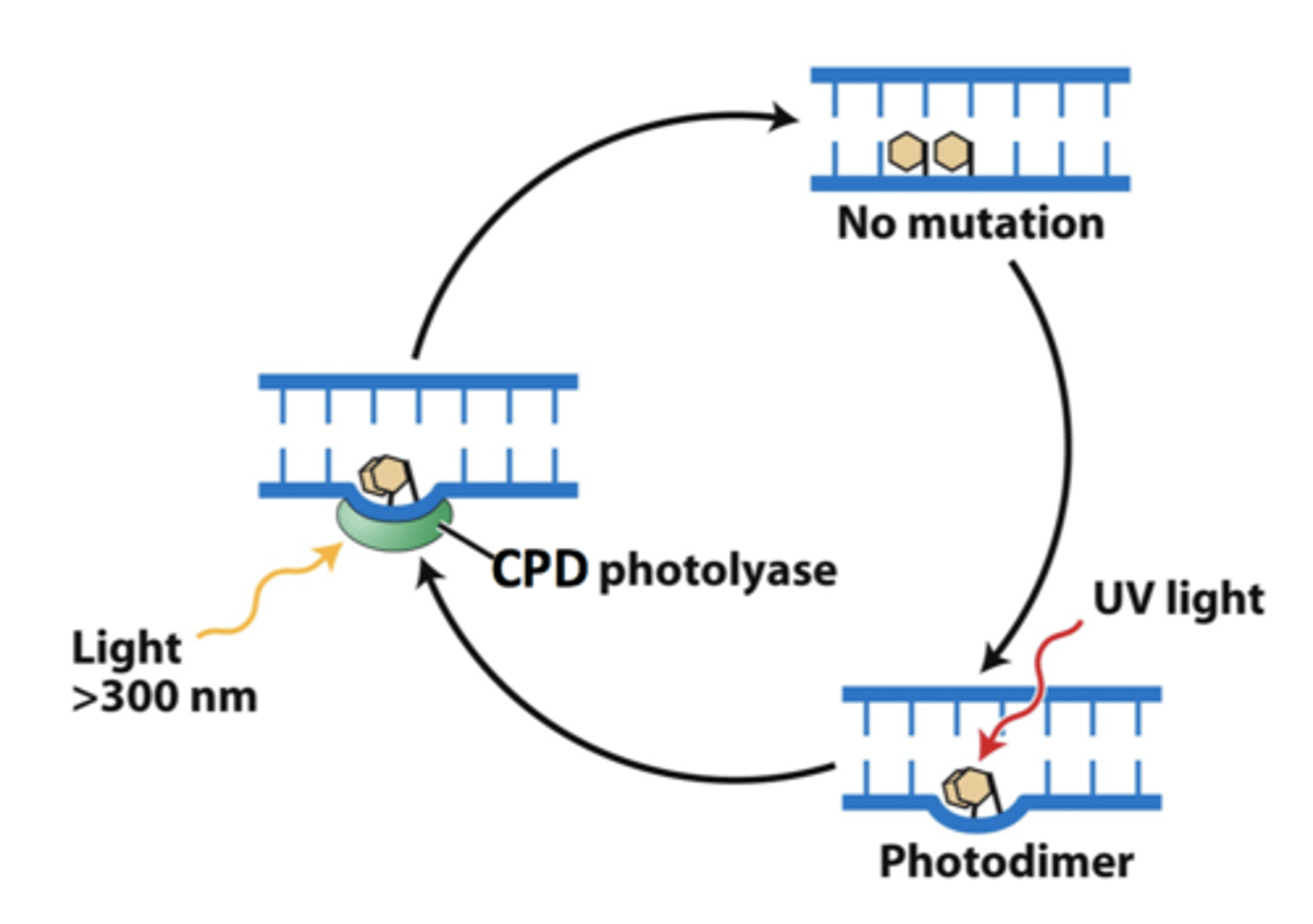 <p>- <b>damage:</b> mutagenic photodimer (cyclobutane pyrimidine dimer [CPD]) caused by UV light<br>- <b>recognizes:</b> base structure<br>- <b>repair mechanism:</b><br>-- <b>CPD photolyase:</b> binds the photodimer &amp; splits it to<br>regenerate the 2 original bases<br>-- <b>photoreactivation:</b> (enzyme requires light to function)<br>- BUT only repairs one very specific type of damage</p>