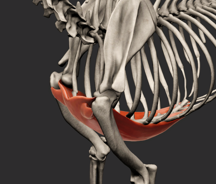 <p>odstup: žeberní chrupavky pravých žeber a sternum, tunica flava abdominis </p><p>úpon: tuberculum majus et minus humeri </p><p>fce: poutá hrudní končetinu k trupu</p><p>Fe: Sval se dělí na hlavní a vedlejší část. Tyto části probíhají následovně : a) Hlavní : processus xiphoideus – tuberculum minus et majus humeri, crista tuberculi majoris b) Vedlejší : processus xiphoideus – tuberculum majus et minus humeri, sulcus intertubercularis</p><p></p>