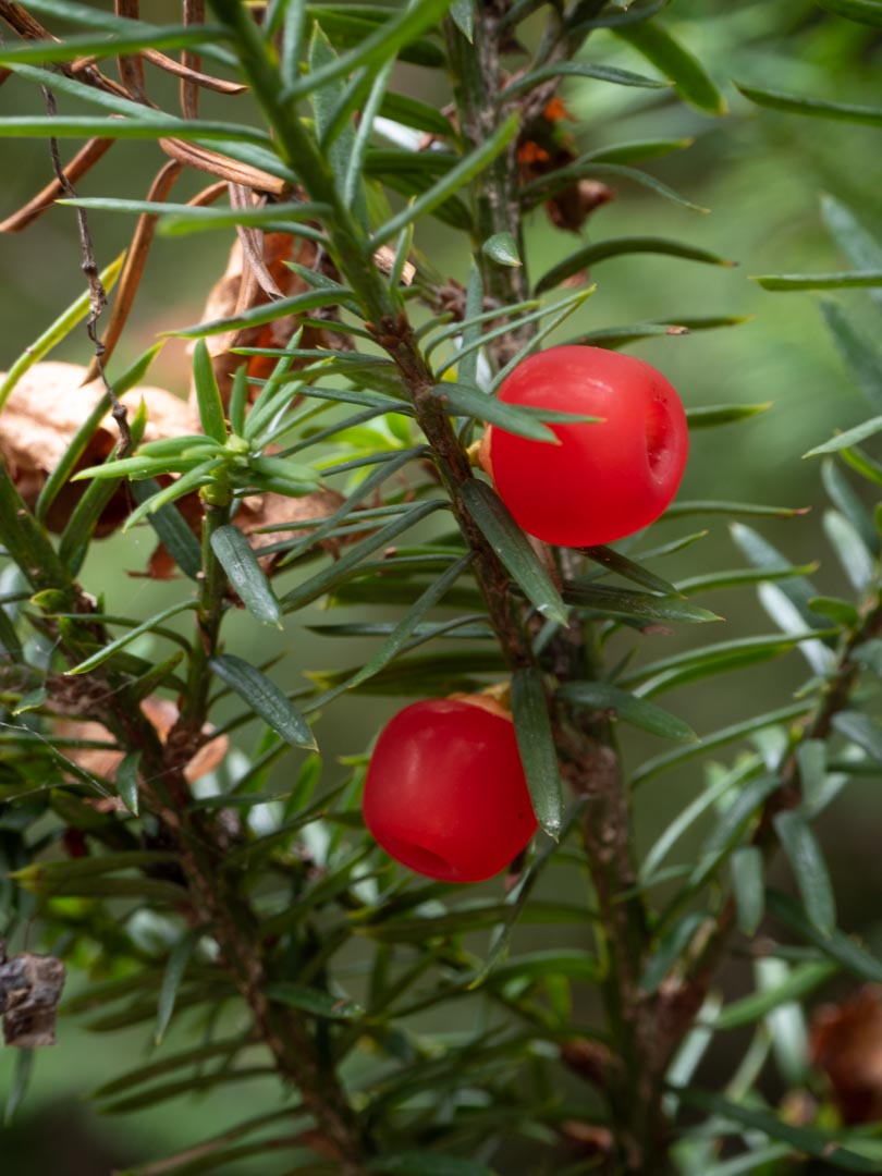 <p>contains taxine, an extremely toxic and very poisonous alkaloid that causes sudden death</p>