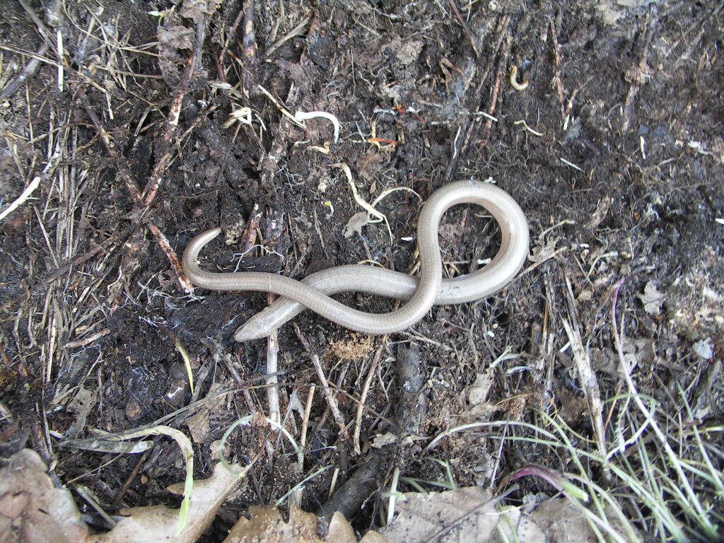 <p>Anguis fragilis </p>