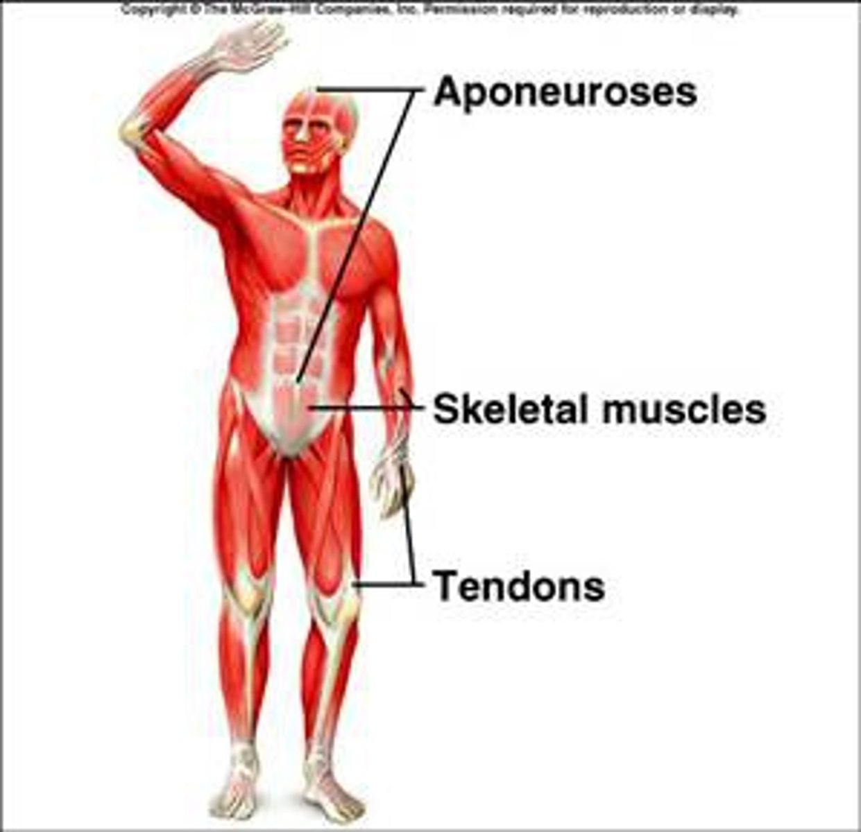 <p>fibrous or membranous sheet connecting a muscle and the part it moves</p>