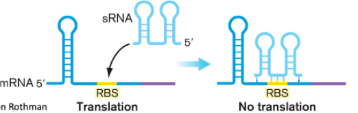 <ul><li><p>sRNA</p></li><li><p>ribosome-binding site </p></li><li><p>turns off</p></li><li><p>inhibits</p></li></ul><p></p>