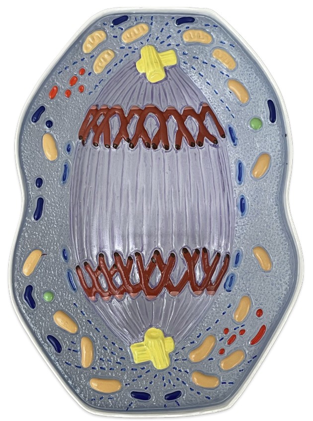 <p>Which phase does the centriole’s microtubules pull chromosomes apart?</p>