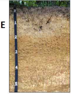 <ul><li><p>near surface horizon of leaching or elluviation</p></li><li><p>light in color</p></li><li><p>could have platy soil structure</p></li></ul>