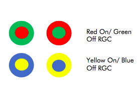 <p>P-cells fire rapidly to one wavelength and reduce to another- forms pairs of colours. • Red-Green (P-cell) • Blue-Yellow (P-cell) • Black-White (M-cell) (e.g. the reduction of red firing = green)</p>