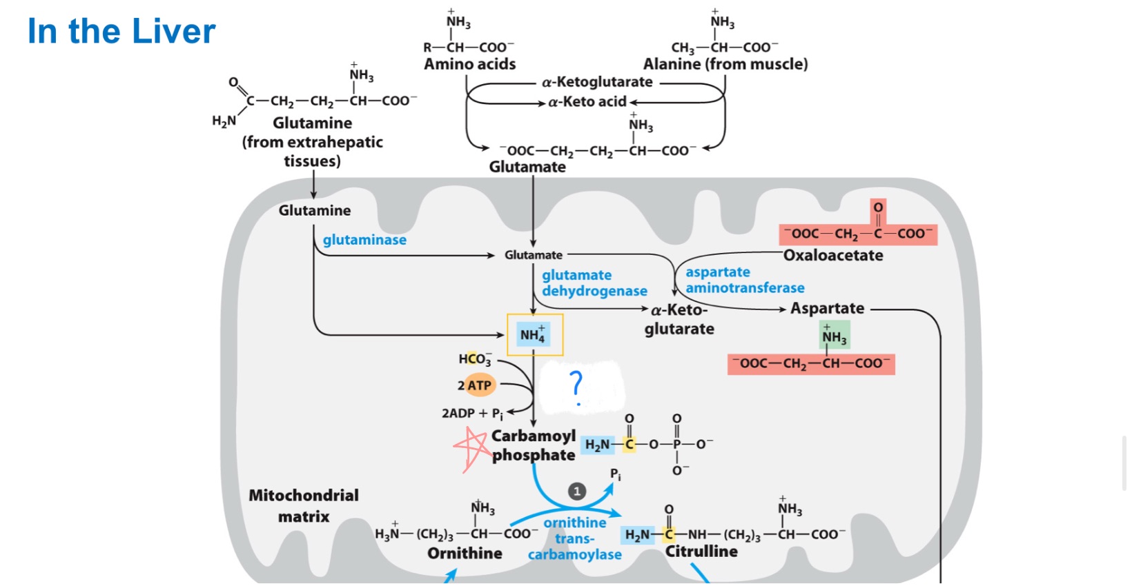 <p>_ is an enzyme in the mitochondria that catalyzes the first step of the urea cycle, converting ammonia and bicarbonate into carbamoyl phosphate.</p><p><em><sub>draw entire reaction</sub></em></p>