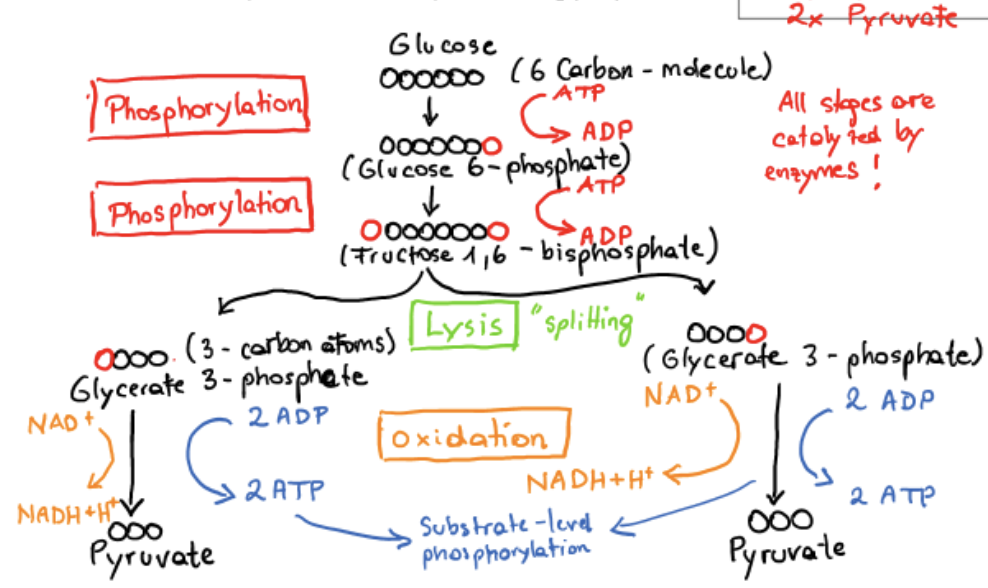 <p>oxidative conversion of glyceraldehyde 3-phosphate to pyruvate and the coupled formation of ATP and NADH, net production of 2 ATP</p>