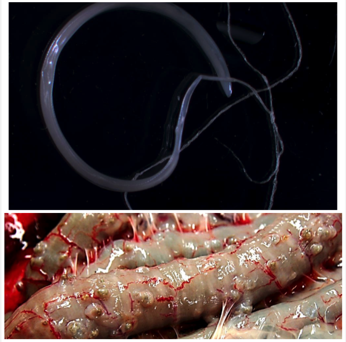 <p>LARGE INTESTINE You see 0.5-1cm nodules in the small and large intestine.</p><ul><li><p>Ingestion of embryonated egg</p></li><li><p>Brown/yellow egg, two polar plugs, one cell inside</p></li></ul>