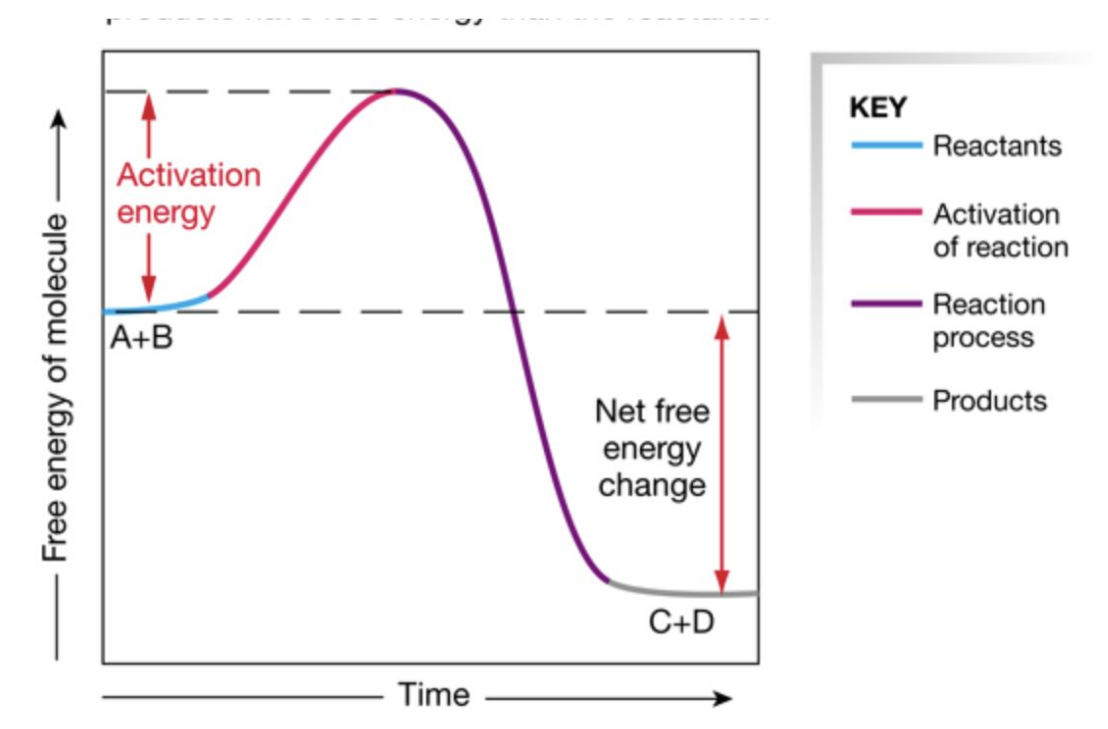 <p><u>Releases</u> energy</p><ul><li><p>Energy can be used by other molecules to do work or given off as heat</p></li><li><p>E.g. <strong><u>ATP</u></strong> (when converted to ADP + P<sub>i</sub>&nbsp;—> 34 kJ released)</p></li></ul><p></p>