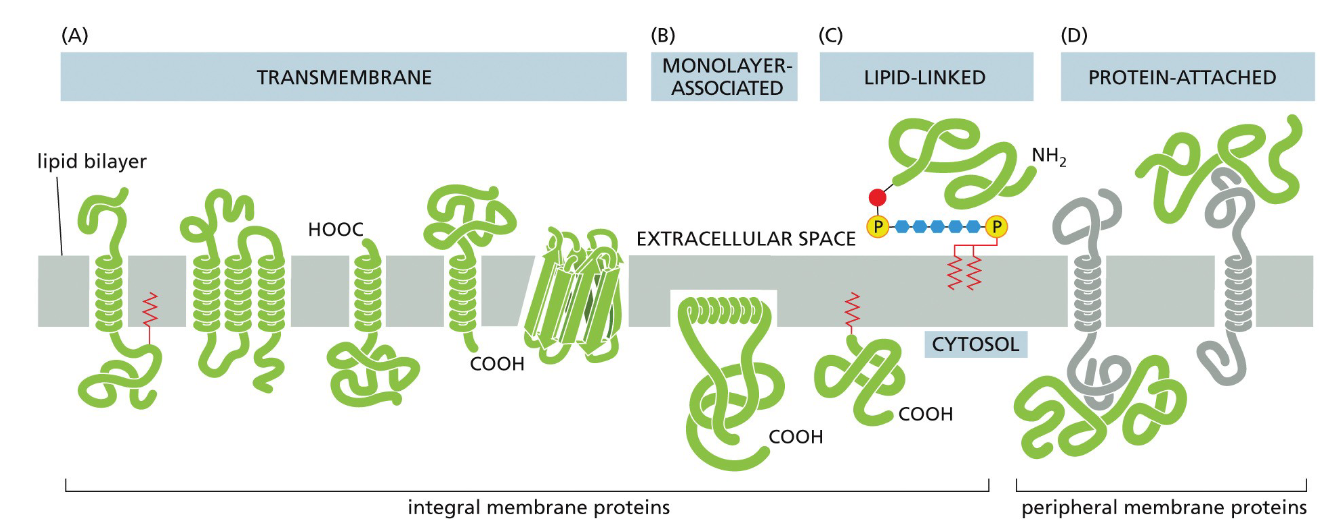 <p>A) Alpha helixes (transmembrane)</p><p>A) beta barrels/rolled up beta sheets (transmembrane)</p><p>B) amphipathic alpha helix (monolayer associated) <em>(can form transmembrane hydrophilic pores!!)</em></p><p>C)  covalently attached lipid molecule (lipid linked)</p><p>D) relatively weak noncovalent interactions with other membrane proteins (protein attached)</p><p></p>