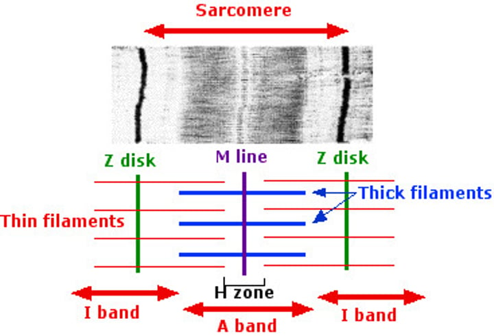 <p>I band - only actin<br>A band - myosin and actin<br>H zone - only myosin (no myosin heads)</p>