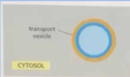 <p><span style="background-color: transparent;"><span>The following vesicle originated from Golgi apparatus and fuses with the plasma membrane. Which monolayer will face outside (non-cytosolic side)</span></span><br><span><span>A. Blue side</span></span></p><p><span style="background-color: transparent;"><span>B. Sometimes blue and other times orange</span></span></p><p><span style="background-color: transparent;"><span>C. It will be a hybrid of the two colors</span></span></p><p><span style="background-color: transparent;"><span>D. orange side</span></span></p>