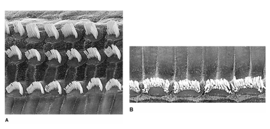 <p><span>How do stereocilia differ from microvilli?</span></p>
