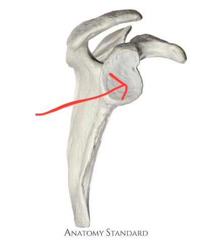 <p>scapula, receives head of humerus</p>