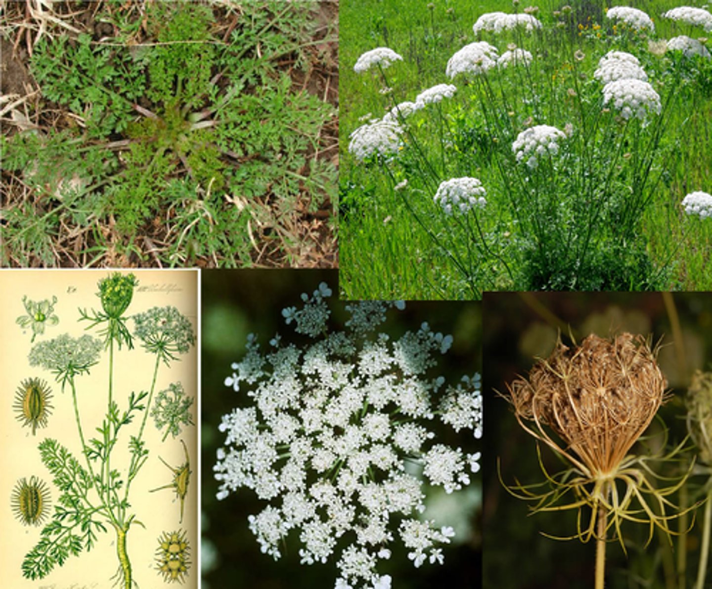 <p>queen Anne's lace</p>