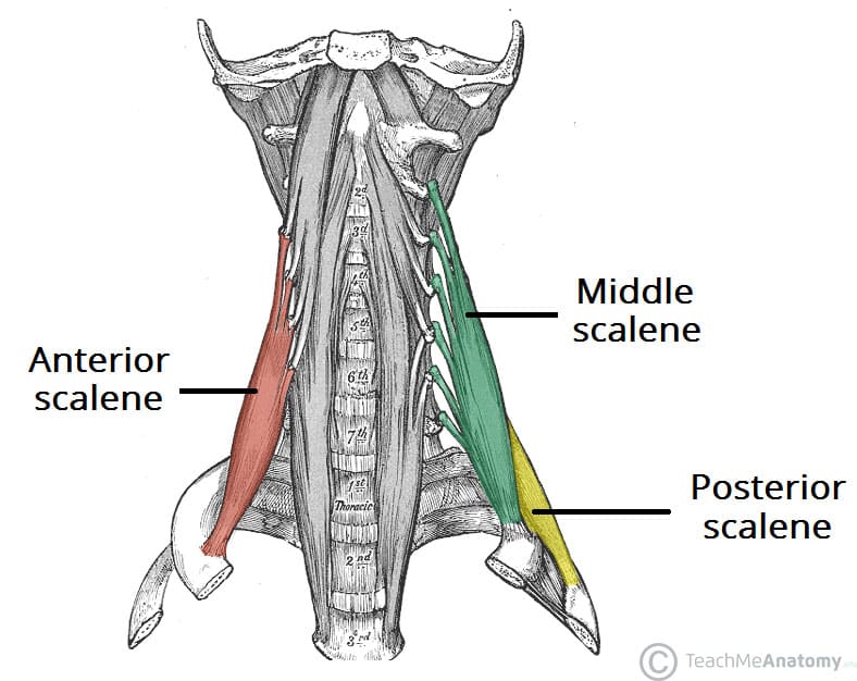 <p>(inspiration) what do Scalenes (anterior, middle, posterior) elevate?</p>