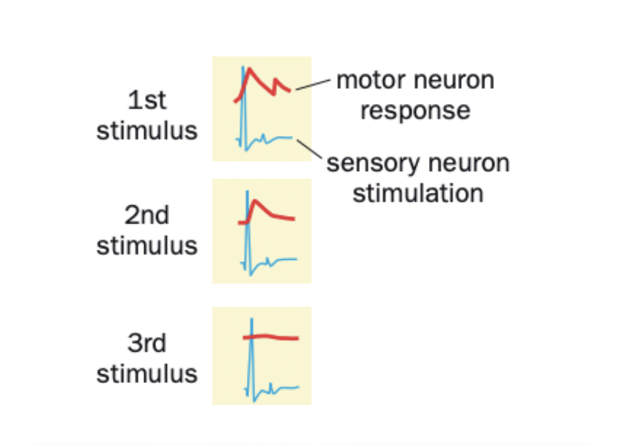 <ul><li><p>directly stimulate sensory neuron </p></li><li><p>Yes!</p><ul><li><p>We artificially stimulate sensory neuron and the effect on motor neuron is weaker and weaker </p></li></ul></li></ul>