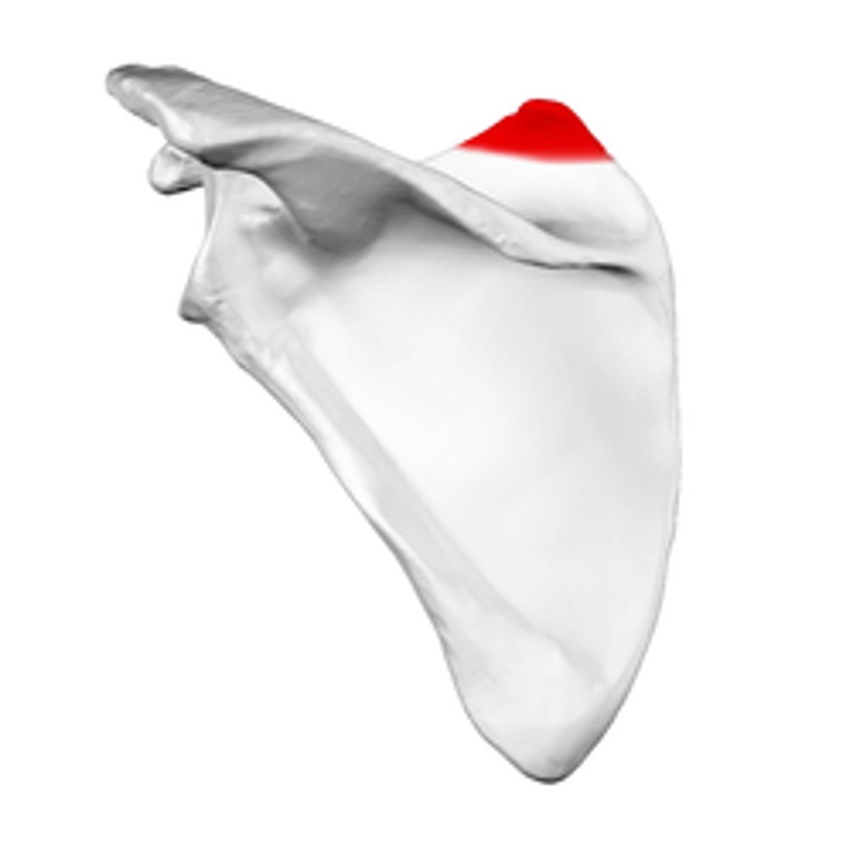 <p>Top of the scapula</p>