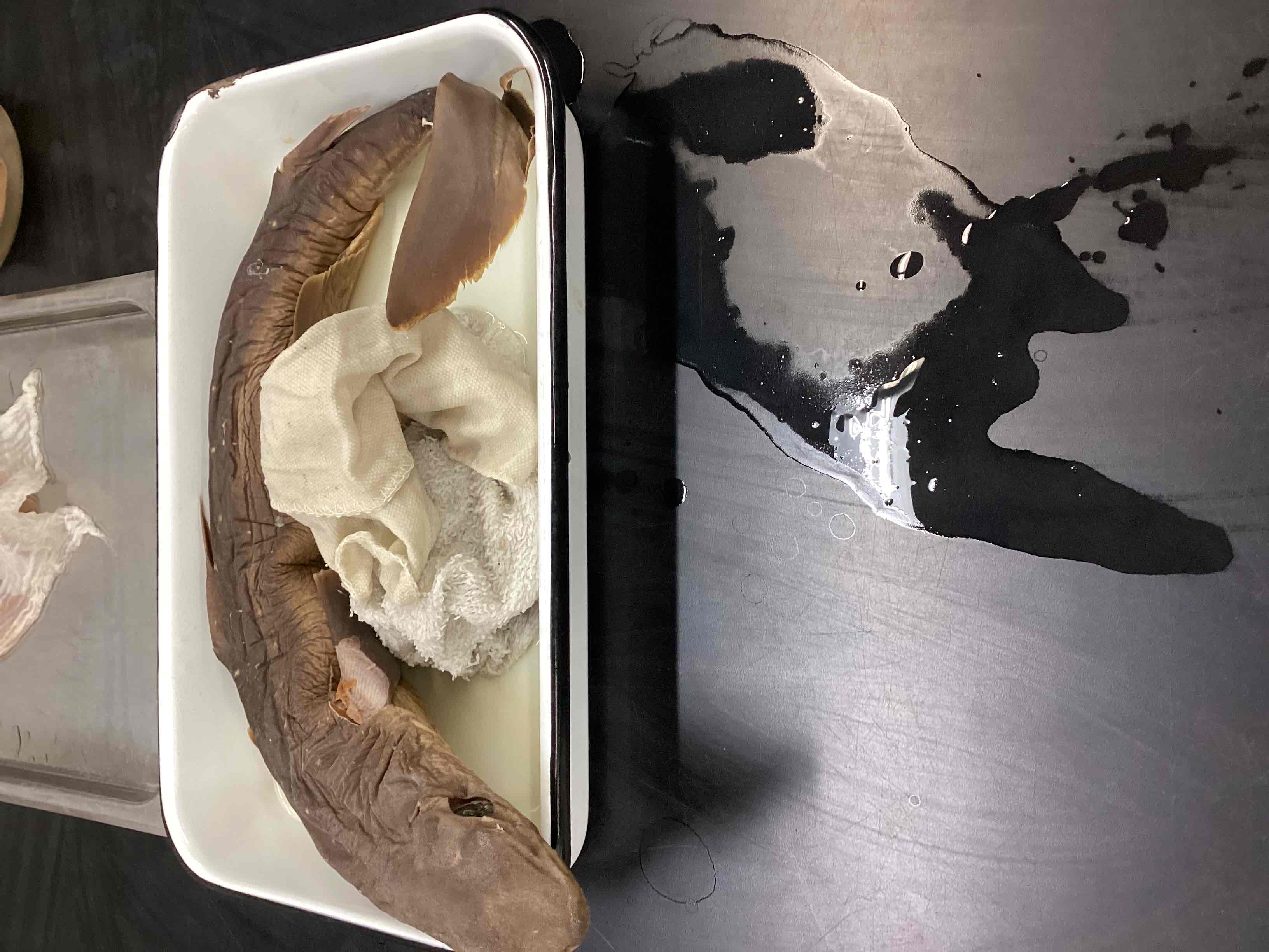 <p>Dogfish</p>