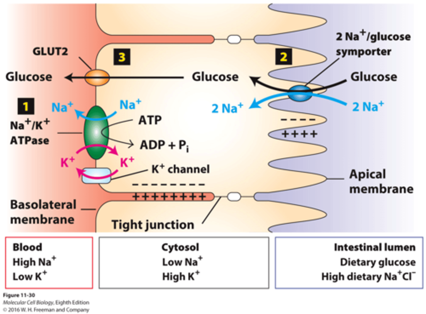 <p>ATP activates (ATP -&gt; ADP + Pi) antiporter Na-K pump to move 3 sodium ions (Na+) out and 2 potassium ions (K+) into ECF, creating concentration &amp; electrical gradient. For the sodium ion to get back in, it binds to a glucose molecule and activates the glucose transporter. One in, negative electrical environment dislodges sodium from glucose, and the glucose has successfully been moved in</p>