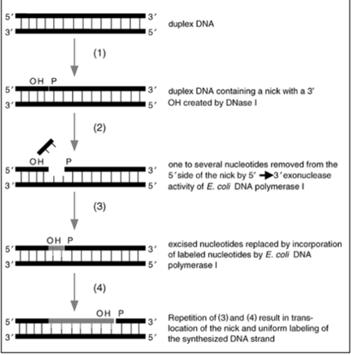 <p>the phenomenon in which DNA polymerase uses its 5' to 3' exonuclease activity to remove a region of DNA and at the same time replaces it with new DNA in the 3' to 5' direction. Occurs when there are errors in base pairing or can be used for labeling DNA products in experiments for hybridization analysis</p>