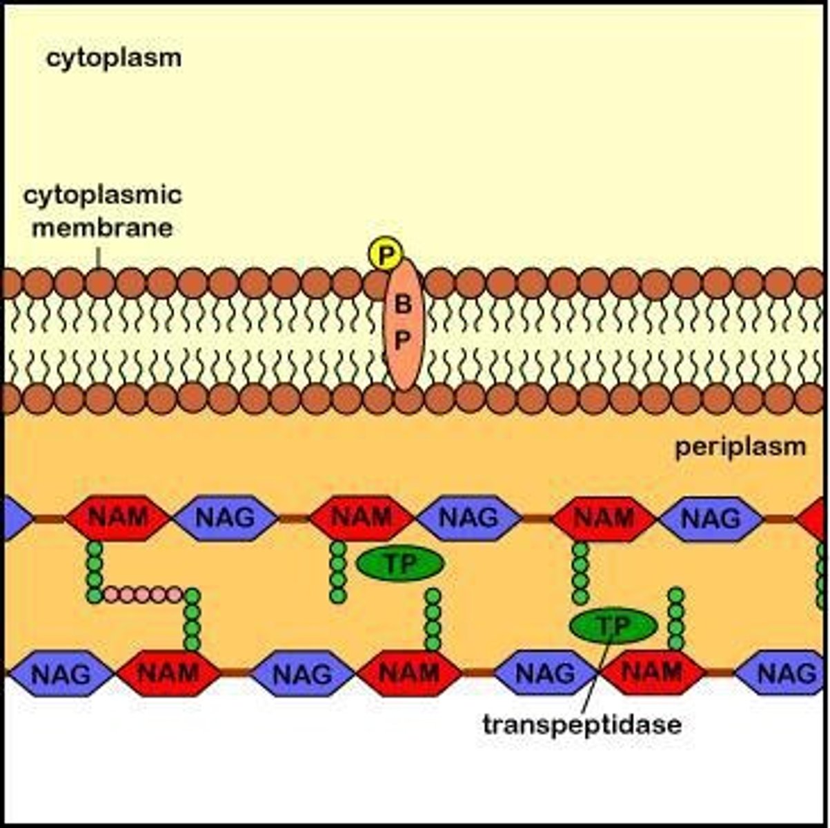 <p>Penicillins and other β-lactam antibiotics bind to transpeptidase enzymes, blocking the formation of peptide cross-links.</p>