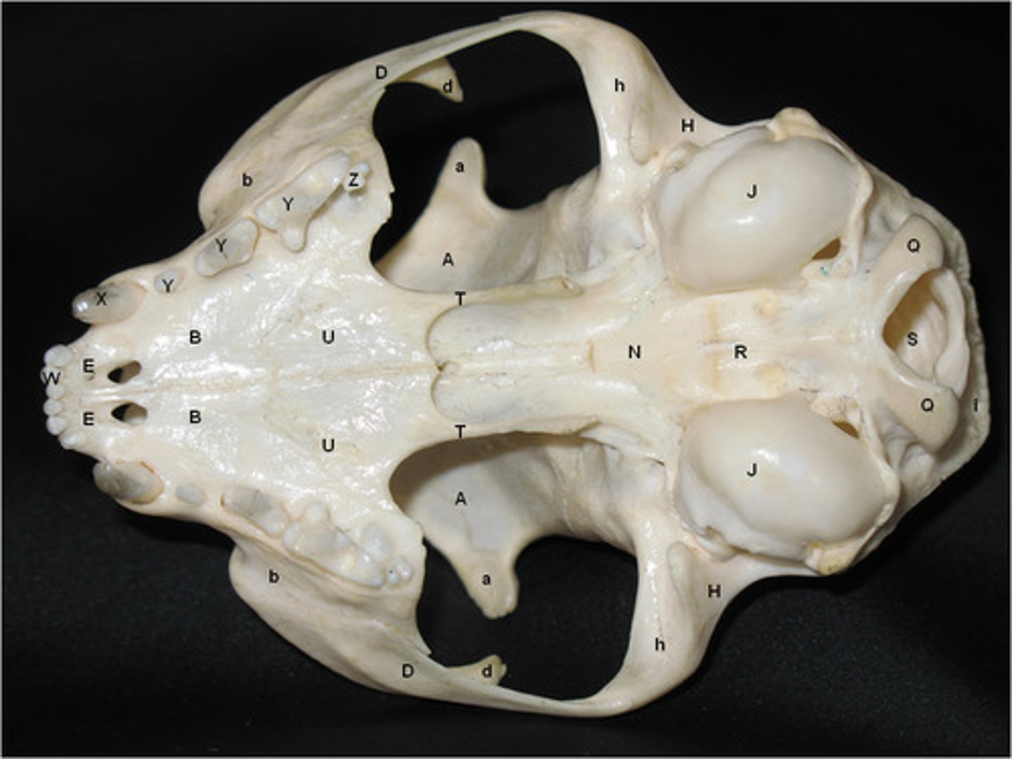 knowt flashcard image