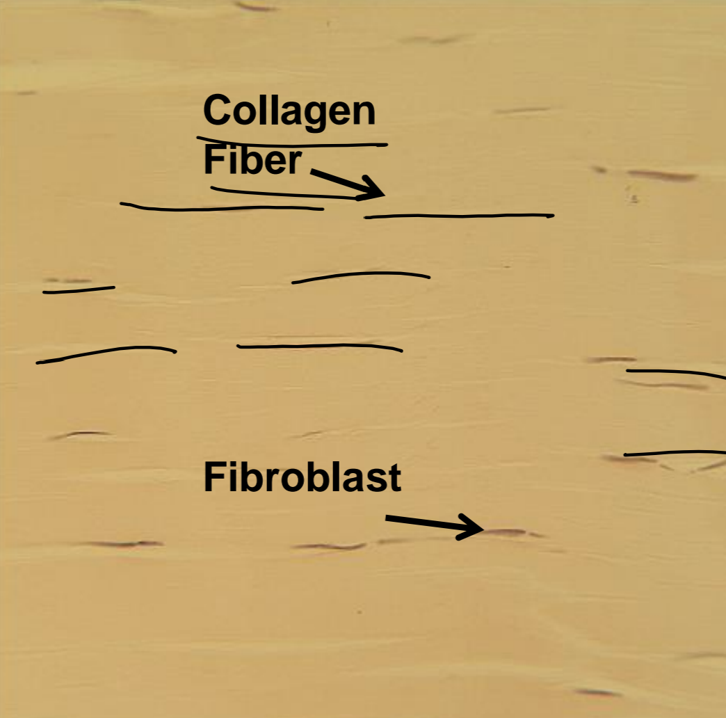 <p>what tissue is depicted in the image</p>