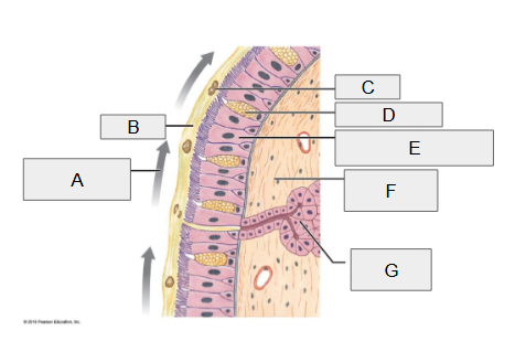 <p>E</p>
