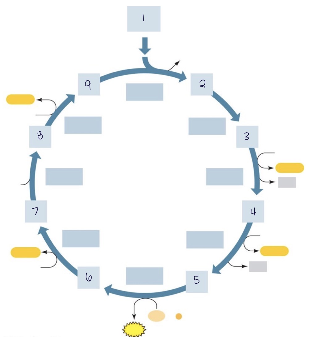 <p>Which option shows the correct order of intermediates in TCA Cycle?</p>
