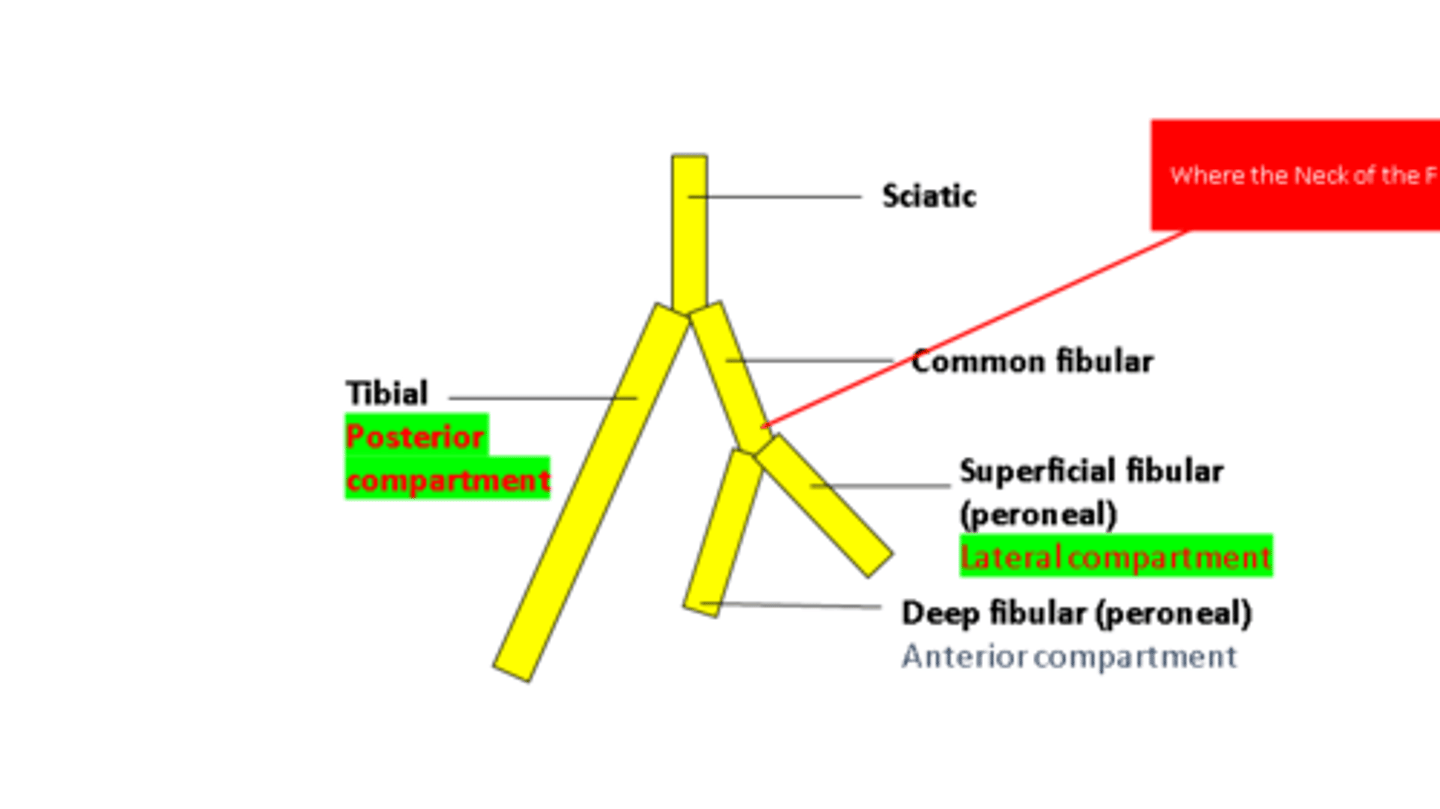 <p>Tibial nerve</p><p>Common peroneal nerve</p><p>Deep peroneal nerve</p><p>Superficial peroneal nerve</p>