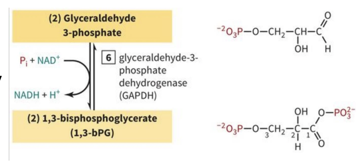 <p>PAYOFF PHASE STEP 6: Oxidation of G3P to 1,3-BPG</p>