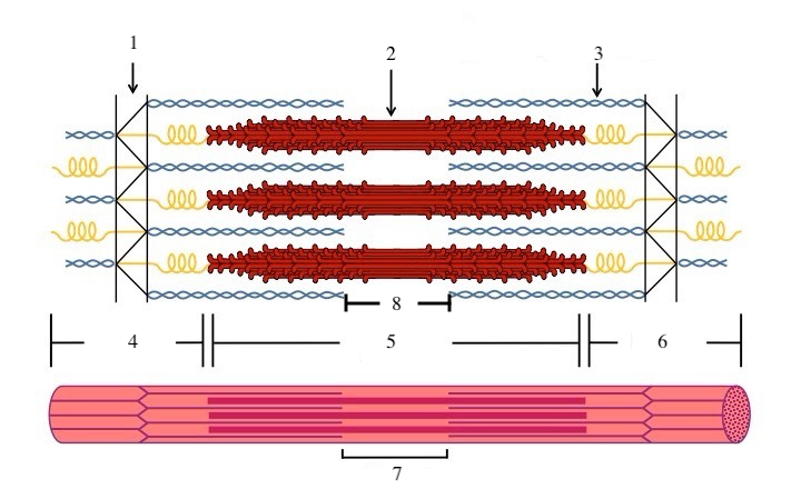 <p>I band (area where there is actin but no myosin)</p>