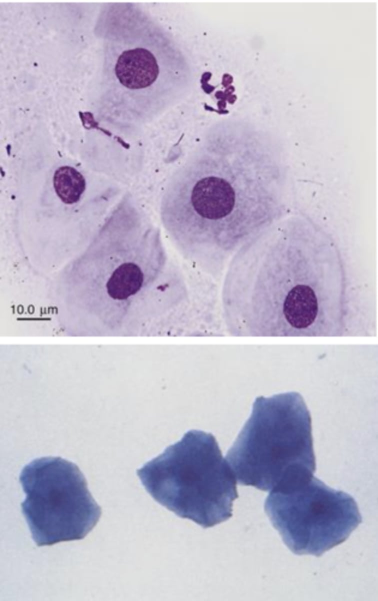 <p>What type of cells are these?</p>