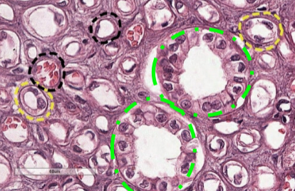 <p>what is this (green)</p>