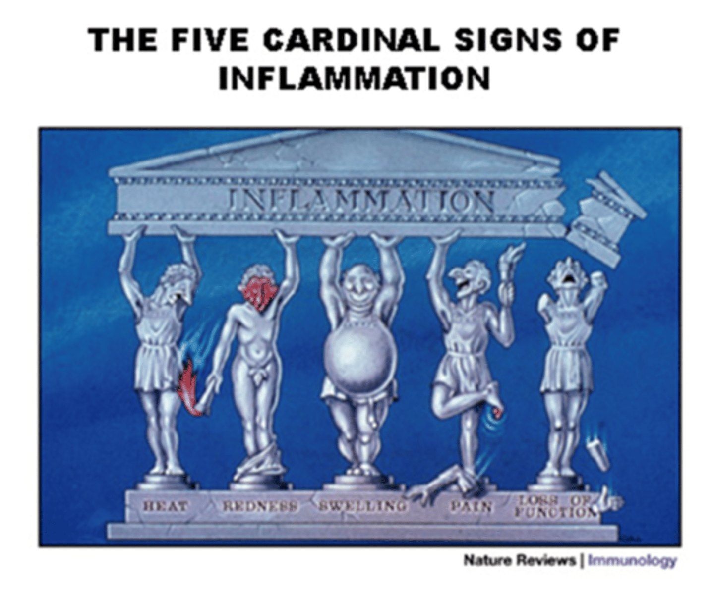 <p>- Redness</p><p>- Heat</p><p>- Swelling (edema)</p><p>- Pain</p><p>- Loss of function (acute or chronic)</p><p>- Obstruction, decreased blood supply, ischemia</p>