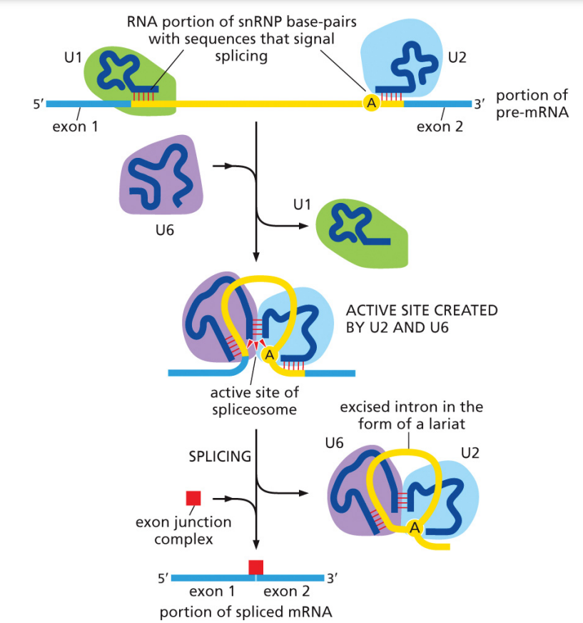 1) herkennen exon-intron en intron-exon overgangen
2) gaan naar elkaar toe
3) een paar andere snRNPs komen erbij en plakken de uiteindes van het intron aan elkaar
4) ze knippen het intron eruit en plakken de twee exons aan elkaar
