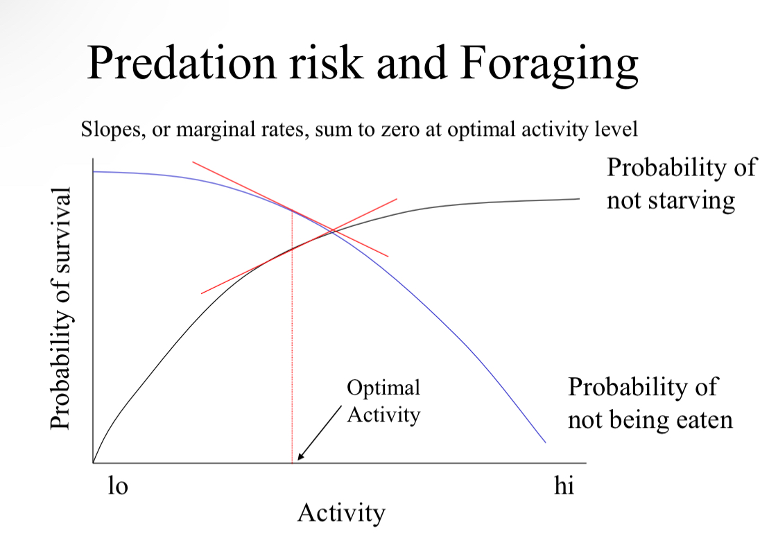 <p>Optimal activity is determined when the slops sum to zero </p><p>Balance of probability of starving and being eaten</p><p>Optimal activity level will shift with the density of food and predators</p>