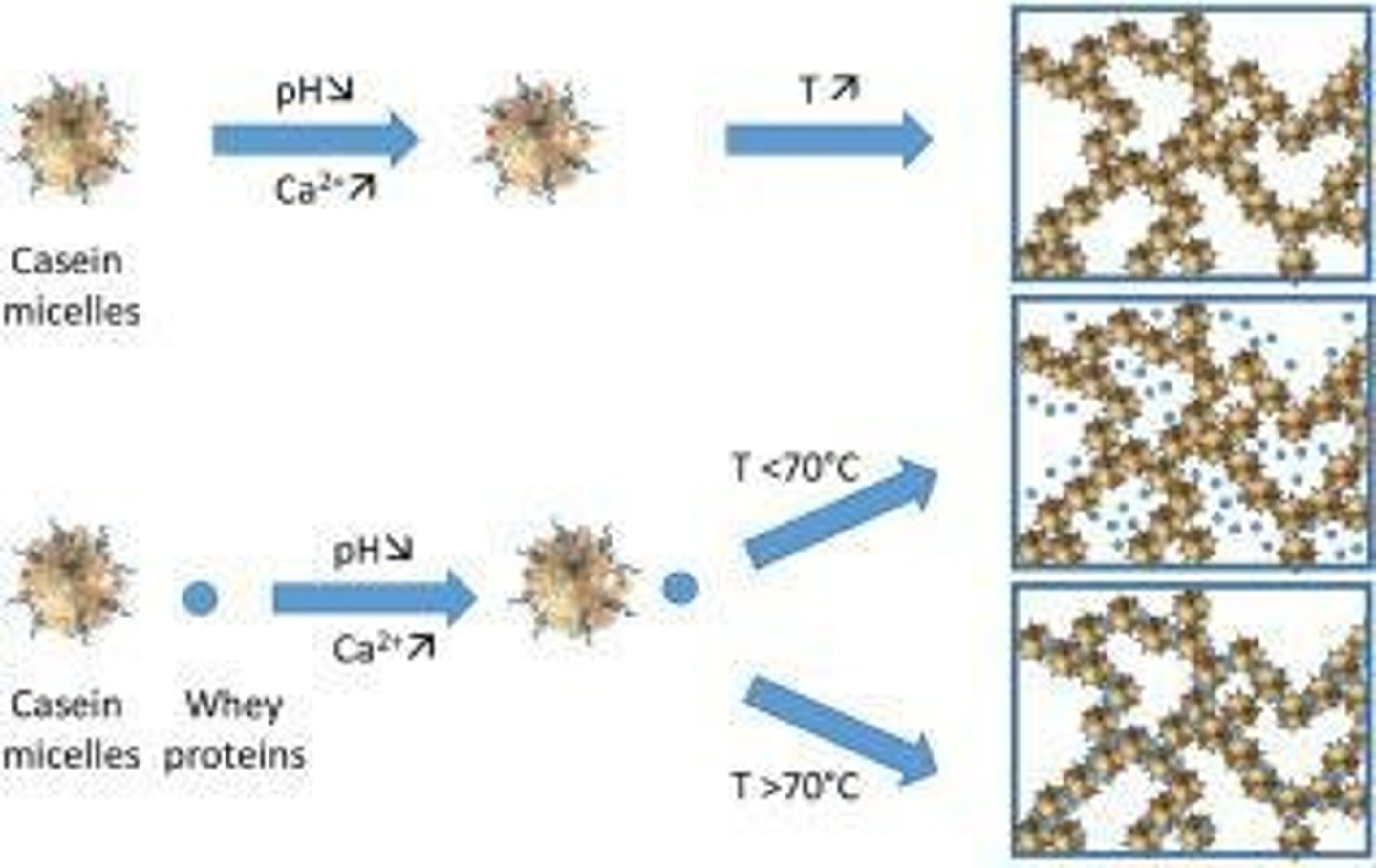 <p>Caseinates, lactoglobulins, and whey proteins.</p>