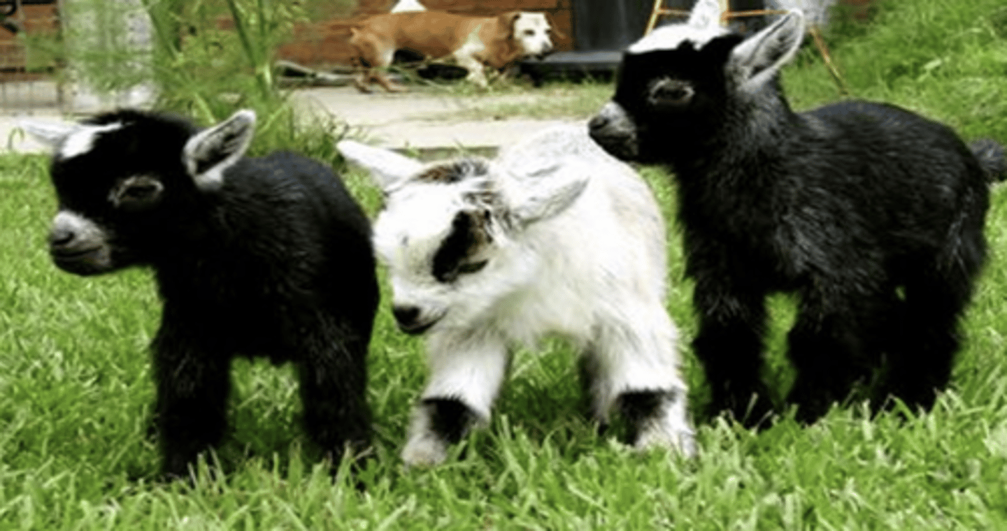 <p>a.Moderate milkers with good butterfat</p><p>b.Multiple births</p><p>c.breed of miniature domestic goat</p><p>d.tend to be kept as pets primarily, though also work well as milk producers and working animals</p>