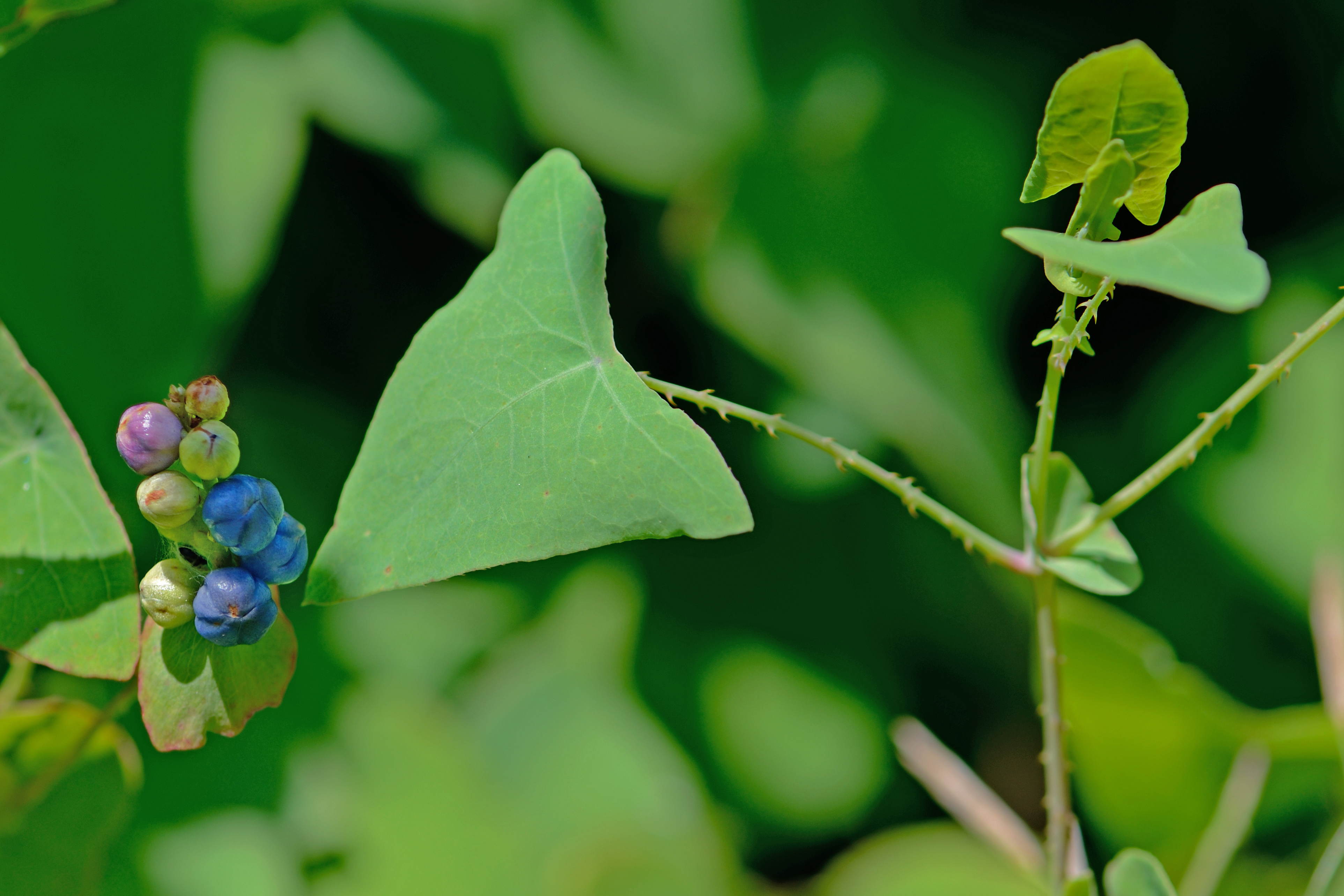 <p><span> climbing, branching vine that grows up to 20 ft (6 m) long from a shallow root system. Stems, leaf petioles, and the undersides of leaf veins are covered in recurved spines. Leaves are alternate, triangular, and up to 3 in (7½ cm) long. Saucer-shaped ocrea surround the stem at each leaf node. Flowers are green and inconspicuous. Fruits are berry-like, blue at maturity, and each produces one hard, shiny black se</span></p>