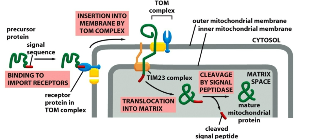 <ul><li><p>A precursor of mitochondrial protein contains a signal sequence that binds to the receptor on mitochondrial outer membrane.</p></li><li><p>With the assistance of a TOM/TIM23 complexes a precursor translocates into mitochondrial matrix.</p></li><li><p> The signal sequence is cleaved producing a mature protein. </p></li></ul><p></p>