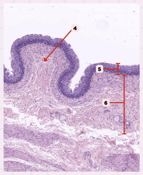 <p>Identify the structure labeled as 6.</p>