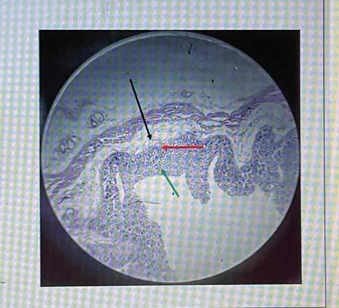 <p>What organ is this?</p>