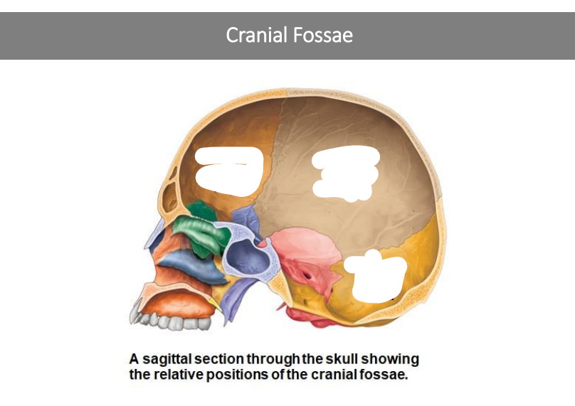 <p>Cranial Fossae is composed of three sections. What are they?</p>
